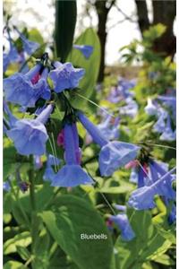 Bluebells