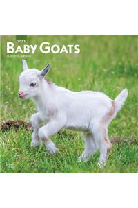 Baby Goats 2021 Square