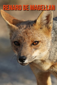 Renard de Magellan