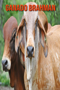 Ganado brahman