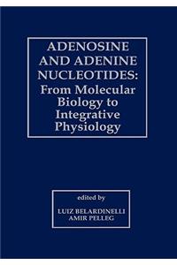 Adenosine and Adenine Nucleotides: From Molecular Biology to Integrative Physiology