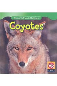 Coyotes
