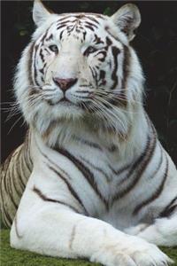 Portrait of a White Tiger Journal