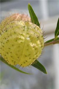 A Balloon Plant, for the Love of Nature