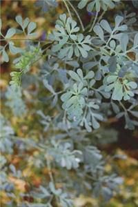 Common Rue (Ruta Graveolens) Lithuanian Virginity Symbol Journal