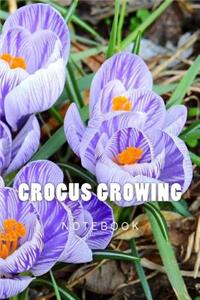 Crocus Growing