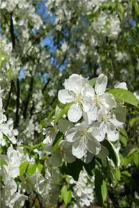 Journal Springtime Glory Pretty Flowering Tree