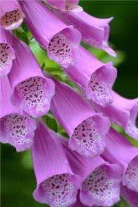 Close-Up of Beautiful Foxglove Flowers Gardening Journal
