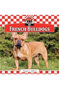French Bulldogs
