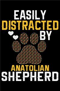 Easily Distracted by Anatolian Shepherd