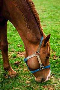 2020 Weekly Planner Horse Photo Equine Chestnut After Bath 134 Pages