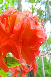 Beautiful Summer Flowers 2019 Weekly Planner 134 Pages