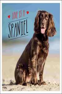 Love is a Spaniel