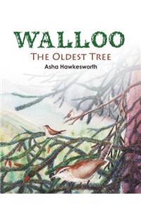 Walloo: The Oldest Tree