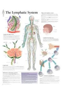 Lymphatic System Paper Poster