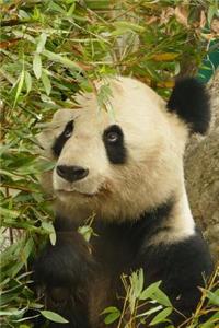 Smiling Panda in the Bamboo Grove Journal