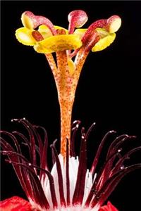 A Beautiful Close Up of a Red Passion Flower Journal