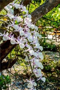 Stunning White and Lavender Orchid Blooming in a Park Journal
