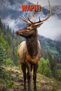 Wapiti