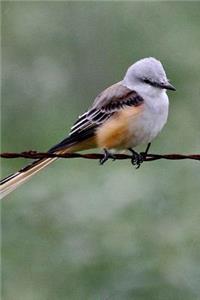 Oklahoma State Bird - Scissor-tailed Flycatcher Journal