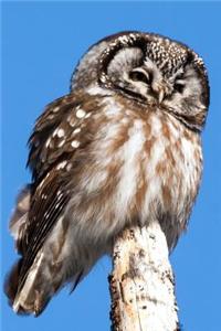 Boreal Owl Journal