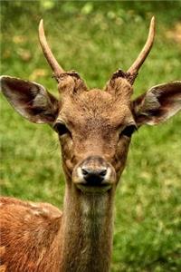 Fallow Deer Animal Journal