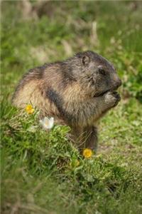 Alpine Marmot Journal