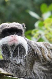 Emperor Tamarin (Sanguinus imperator) Monkey Journal