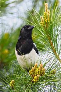 A Beautiful Black and White Magpie Bird on a Tree Branch in the Summer Journal