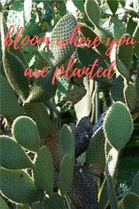 Bloom Where You Are Planted