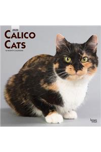 Calico Cats 2020 Square