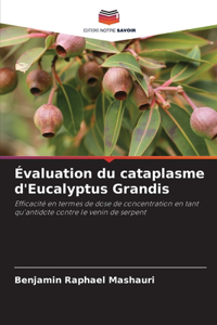 Évaluation du cataplasme d'Eucalyptus Grandis