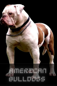 American Bulldog