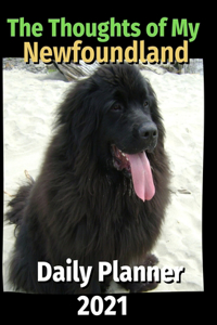 The Thoughts of My Newfoundland