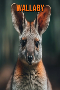 Wallaby