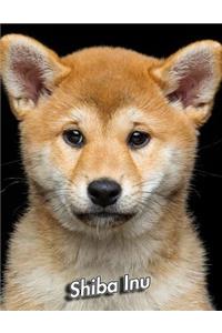 Shiba Inu