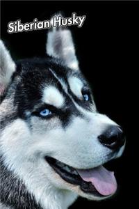 Siberian Husky