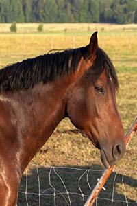 Horse Photo School Composition Book Equine Bay Horse and Fence