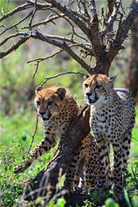 Two Cheetahs in Kruger National Park Africa Journal