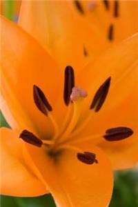 Mind Blowing Orange Lilies Close Up Journal