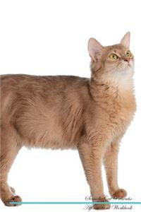 Somali Cat Affirmations Workbook Somali Cat Presents