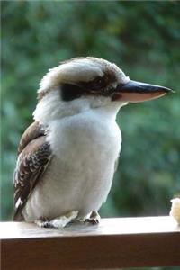 Kookaburra Bird Journal