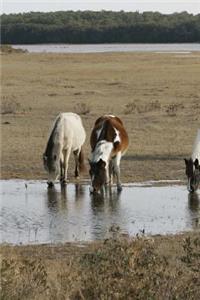Wild Horses on Assateague Island Journal
