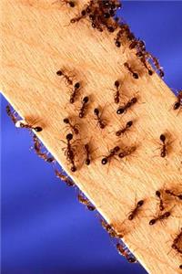 Insect Journal Fire Ants On Wood Entomology