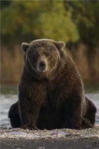 I'm Just a Brown Bear Sitting in a Stream Journal