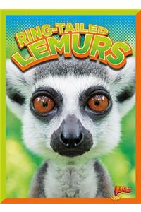 Ring-Tailed Lemurs