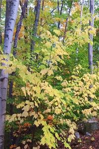 2020 Weekly Planner Fall Foliage Colors Autumn Forest 134 Pages