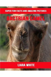 Bactrian Camel
