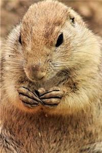 Prairie Dog Making Plans To Take Over The World
