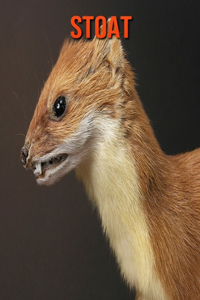 Stoat